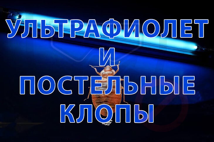 Критическое заражение: Видеоотчет о вскрытии гнезда постельных клопов