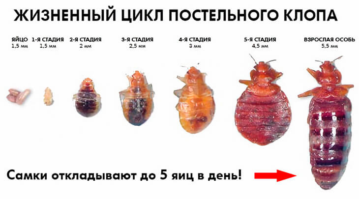 Жизненный цикл постельного клопа